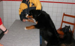Diesel,berner,wil zo graag met acupunctuur behandeld worden!